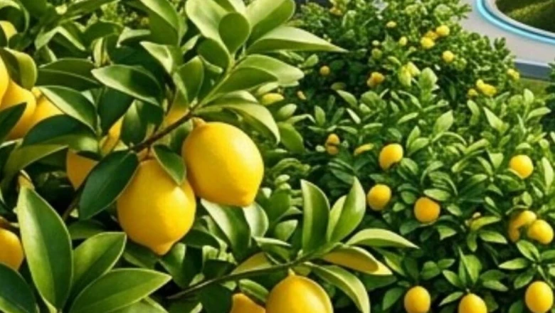 नींबू के बाग में अपनाएं यह आसान तरकीब, 45 डिग्री तापमान में भी न झुलसेगा पेड़ और न जलेगा फल