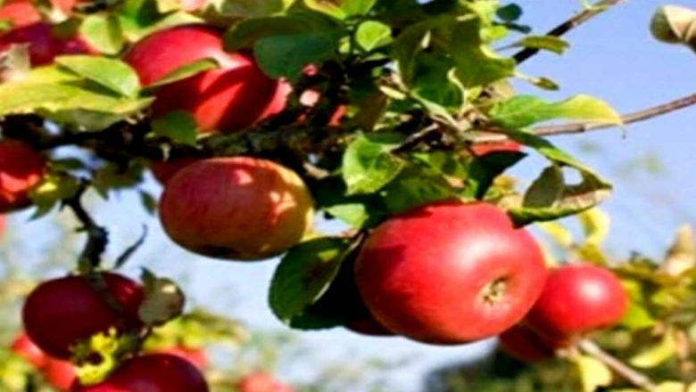 Apple Farming: विंध्य क्षेत्र बना सेब की खेती का नया केंद्र, तपती गर्मी में भी बंपर पैदावार, किसानों को लाखों की आमदनी