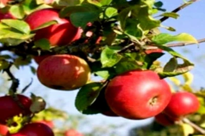 Apple Farming: विंध्य क्षेत्र बना सेब की खेती का नया केंद्र, तपती गर्मी में भी बंपर पैदावार, किसानों को लाखों की आमदनी