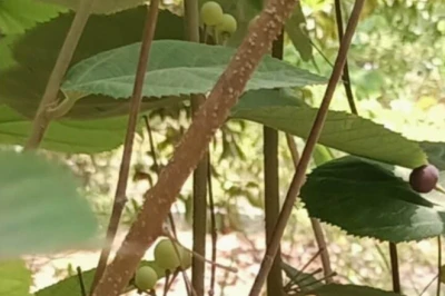 गर्मियों का खजाना है फालसा: खून की कमी दूर करने से लेकर रोग प्रतिरोधक क्षमता बढ़ाने तक अनेक लाभ