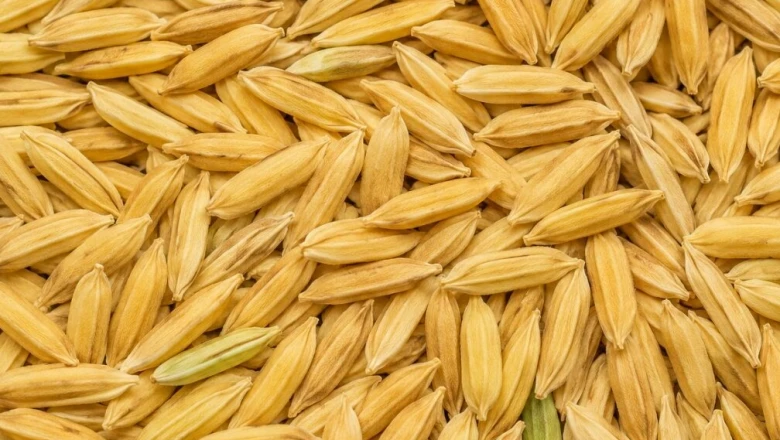 धान किसानों के लिए राहत भरी खबर! कम बारिश में भी बरकरार रहेगी पैदावार, ये 5 बेहतरीन किस्में अपनाएं