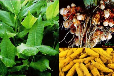 साधारण पीली हल्दी छोड़ इस हल्दी की ओर बढ़ रहे किसान, जानें क्यों तेजी से बढ़ रही इसकी मांग