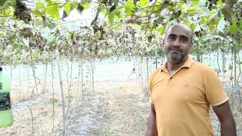 तोरी और करेले की फसल में फल मक्खी का प्रकोप? 50 रुपये का यह देसी जुगाड़ बन रहा कीड़ों का काल