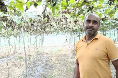 तोरी और करेले की फसल में फल मक्खी का प्रकोप? 50 रुपये का यह देसी जुगाड़ बन रहा कीड़ों का काल