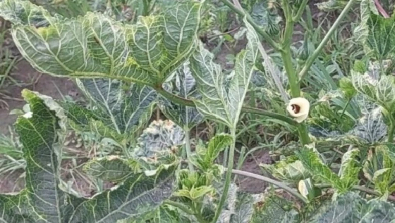 भिंडी की खेती: मक्का कटाई के बाद खाली खेत से कमाएं लाखों, बाढ़ क्षेत्र के किसानों के लिए मुनाफे का मौका