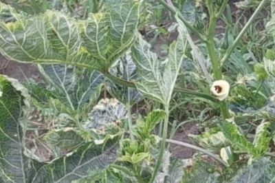 भिंडी की खेती: मक्का कटाई के बाद खाली खेत से कमाएं लाखों, बाढ़ क्षेत्र के किसानों के लिए मुनाफे का मौका