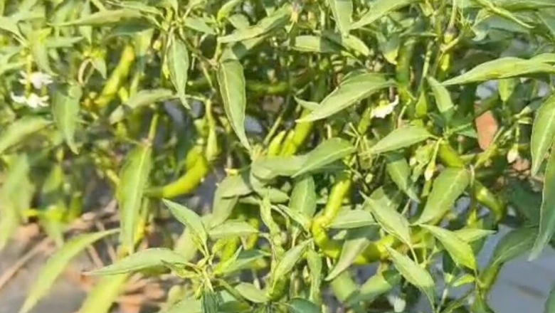 5 कट्ठा खेत में मिर्च की खेती से हर महीने ₹50,000 की कमाई, कोडरमा के पप्पू ने पेश की मिसाल; जानिए किस्म और तकनीक