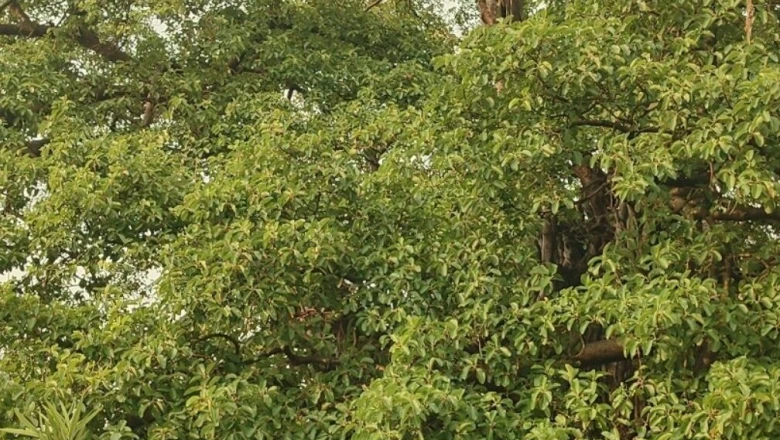 छपरा के सलेमपुर का 250 साल पुराना बरगद, 5 गांवों के लिए 'प्राकृतिक AC', छांव में मिलती है शिमला जैसी ठंडक