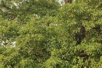 छपरा के सलेमपुर का 250 साल पुराना बरगद, 5 गांवों के लिए 'प्राकृतिक AC', छांव में मिलती है शिमला जैसी ठंडक