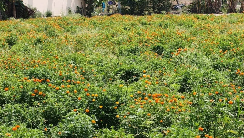 गेंदा फूल की खेती से किसान की चमकी किस्मत, कोलकाता से बीज मंगाकर कमा रहे लाखों