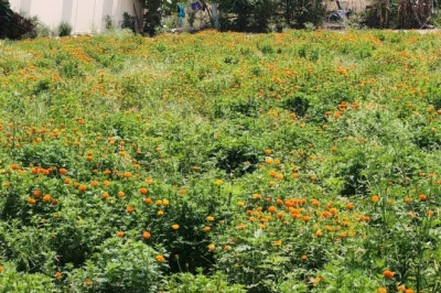 गेंदा फूल की खेती से किसान की चमकी किस्मत, कोलकाता से बीज मंगाकर कमा रहे लाखों