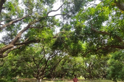 गोंडा के किसान प्रवीण सिंह के 8 एकड़ बाग में 30 किस्म के आम, एक सीजन में लाखों की आमदनी