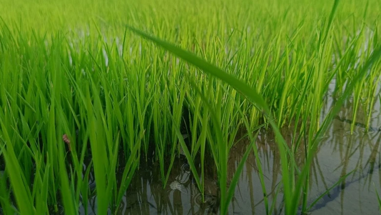 महीन हो या मोटा धान, ये किस्में देंगी बंपर पैदावार; जानिए जून के पहले हफ्ते में नर्सरी डालने का फायदा