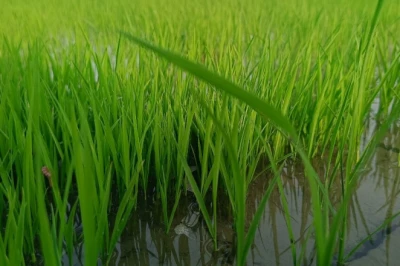 महीन हो या मोटा धान, ये किस्में देंगी बंपर पैदावार; जानिए जून के पहले हफ्ते में नर्सरी डालने का फायदा