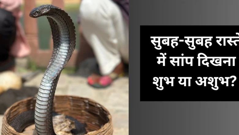 सुबह के समय रास्ते में अचानक दिख जाए सांप, तो क्या है इसका मतलब? जानिए इसके पीछे छिपे शुभ-अशुभ संकेत