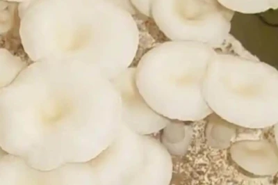 आम टूटने के बाद खाली बागान बनेंगे कमाई का जरिया, 44 डिग्री में भी उगता है पैडी स्ट्रॉ मशरूम, 15 दिन में तैयार