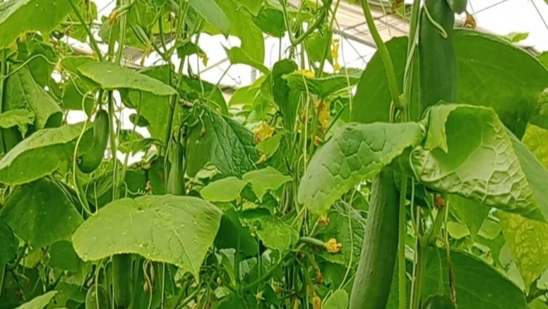 नौकरी की राह छोड़ खेती में बनाई पहचान, खीरा समेत इन फसलों से सालाना 15 लाख कमा रहे मुकेश