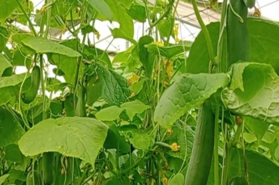 नौकरी की राह छोड़ खेती में बनाई पहचान, खीरा समेत इन फसलों से सालाना 15 लाख कमा रहे मुकेश