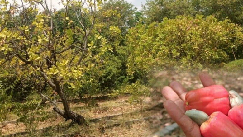 जहां पानी की किल्लत, वहीं झूम रहे काजू के पेड़, ऑर्गेनिक खेती से हो रही जबरदस्त पैदावार