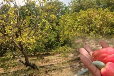 जहां पानी की किल्लत, वहीं झूम रहे काजू के पेड़, ऑर्गेनिक खेती से हो रही जबरदस्त पैदावार