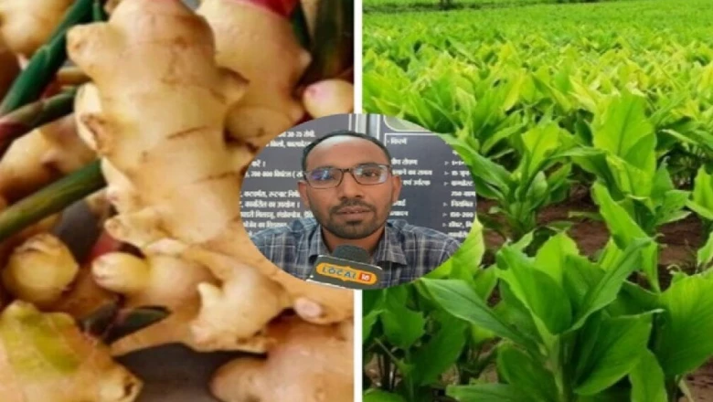 हल्दी-अदरक की खेती पर मोटा अनुदान, किसानों की कमाई बढ़ाने के लिए सरकार की खास पहल