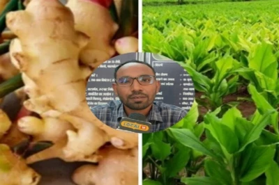हल्दी-अदरक की खेती पर मोटा अनुदान, किसानों की कमाई बढ़ाने के लिए सरकार की खास पहल