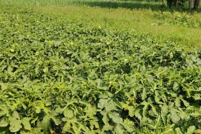 गोंडा: मुजेहना के नंदलाल ने भिंडी की खेती से बदली तकदीर, वैज्ञानिक तकनीक से कमा रहे लाखों