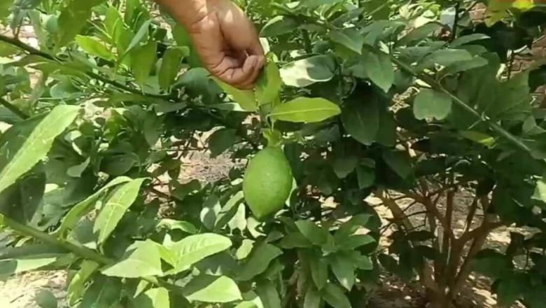 स्वाद और मुनाफे का मेल: किसानों के बीच तेजी से लोकप्रिय हो रहा थाईलैंड का कागजी नींबू