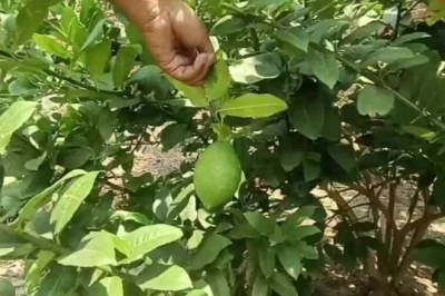 स्वाद और मुनाफे का मेल: किसानों के बीच तेजी से लोकप्रिय हो रहा थाईलैंड का कागजी नींबू