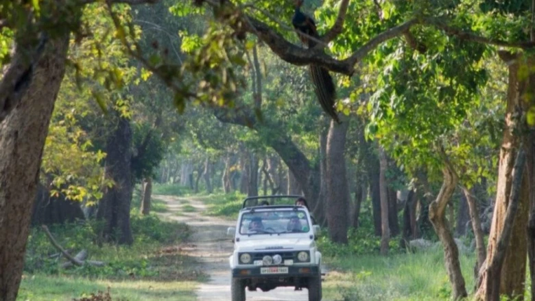 भीषण गर्मी में वन्यजीवों के बीच जंगल सफारी का रोमांच, यूपी का दुधवा नेशनल पार्क है सबसे बेहतरीन विकल्प