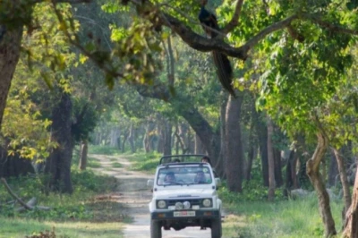 भीषण गर्मी में वन्यजीवों के बीच जंगल सफारी का रोमांच, यूपी का दुधवा नेशनल पार्क है सबसे बेहतरीन विकल्प