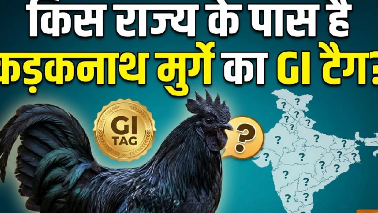 नॉनवेज प्रेमियों का 'ब्लैक डायमंड' कड़कनाथ: कहां से शुरू हुआ सफर और कैसे करा रहा मोटी कमाई