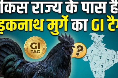 नॉनवेज प्रेमियों का 'ब्लैक डायमंड' कड़कनाथ: कहां से शुरू हुआ सफर और कैसे करा रहा मोटी कमाई