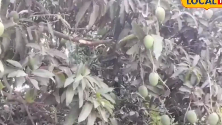 हिमसागर आम की खेती से सीतामढ़ी के किसान कर रहे जबरदस्त कमाई, हर साल मिलता है निश्चित मुनाफा