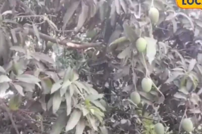 हिमसागर आम की खेती से सीतामढ़ी के किसान कर रहे जबरदस्त कमाई, हर साल मिलता है निश्चित मुनाफा