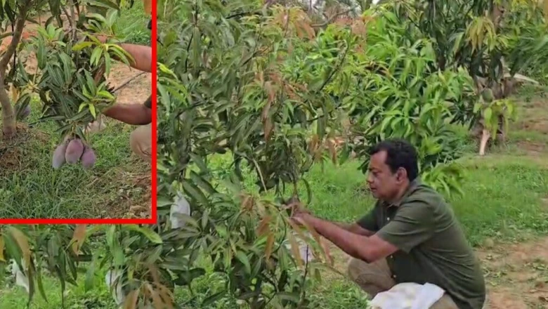 बस्तर की धरती पर महका जापान का मियाजाकी आम, कीमत जानकर उड़ जाएंगे होश