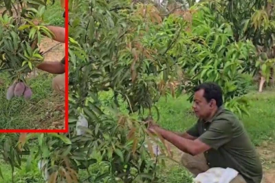 बस्तर की धरती पर महका जापान का मियाजाकी आम, कीमत जानकर उड़ जाएंगे होश