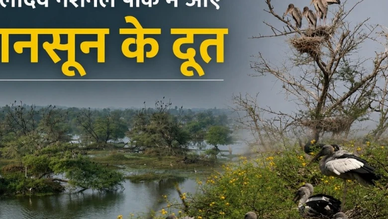 मानसून के अग्रदूतों की वापसी, केवलादेव के मलाह वेटलैंड में ओपन बिल स्टॉर्क के घोंसले बनते ही बढ़ी अच्छी बारिश की आस