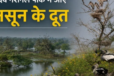 मानसून के अग्रदूतों की वापसी, केवलादेव के मलाह वेटलैंड में ओपन बिल स्टॉर्क के घोंसले बनते ही बढ़ी अच्छी बारिश की आस
