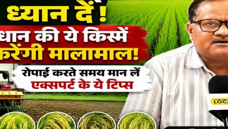 धान की उन्नत किस्में बदल सकती हैं किसानों की किस्मत, बुवाई से पहले जानें कृषि वैज्ञानिक की राय