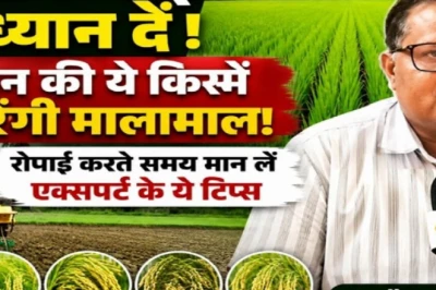 धान की उन्नत किस्में बदल सकती हैं किसानों की किस्मत, बुवाई से पहले जानें कृषि वैज्ञानिक की राय