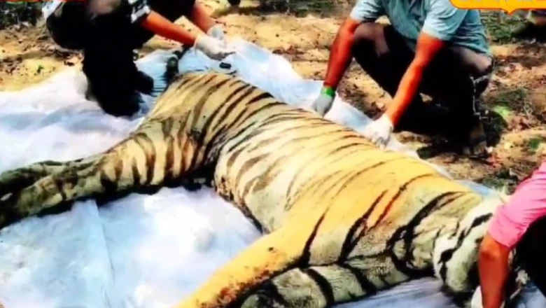 गिर के 34 शेरों की जान लेने वाला वायरस अब कान्हा में, एक महीने में 8 बाघों की मौत, प्रशासन की चुप्पी पर सवाल