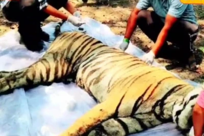 गिर के 34 शेरों की जान लेने वाला वायरस अब कान्हा में, एक महीने में 8 बाघों की मौत, प्रशासन की चुप्पी पर सवाल