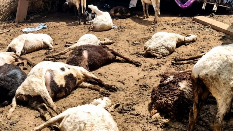नागौर में दर्दनाक हादसा: हाई वोल्टेज तार टूटकर गिरा, किसान की 11 भेड़ों की मौत