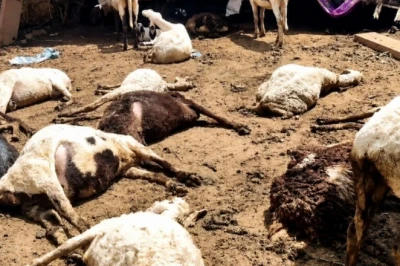नागौर में दर्दनाक हादसा: हाई वोल्टेज तार टूटकर गिरा, किसान की 11 भेड़ों की मौत