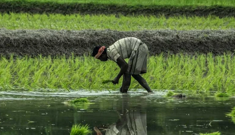 खेत बचाने की मुहिम: शिवहर में घर-घर पहुंचकर किसानों को सिखाई जा रही जैविक खेती