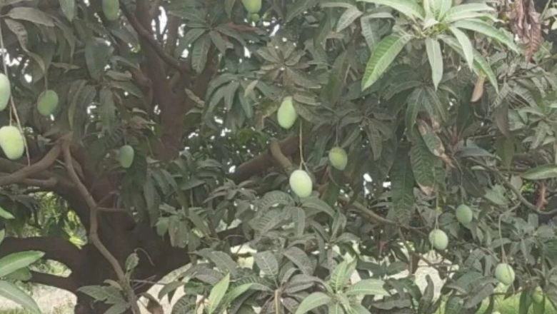 जर्दालू आम बना किसानों की कमाई का जरिया, एक बीघे से 5 लाख तक का मुनाफा और विदेशों तक मांग