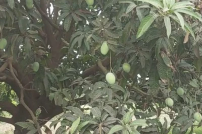 जर्दालू आम बना किसानों की कमाई का जरिया, एक बीघे से 5 लाख तक का मुनाफा और विदेशों तक मांग