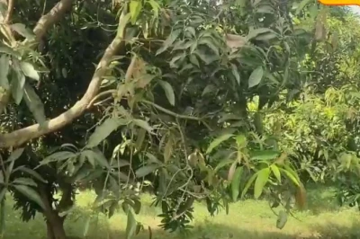 चेडाबार का 'चंदन बगान': प्राकृतिक आम से हर सीजन लाखों की कमाई, दिल्ली-भोपाल तक पहुंच रहा स्वाद