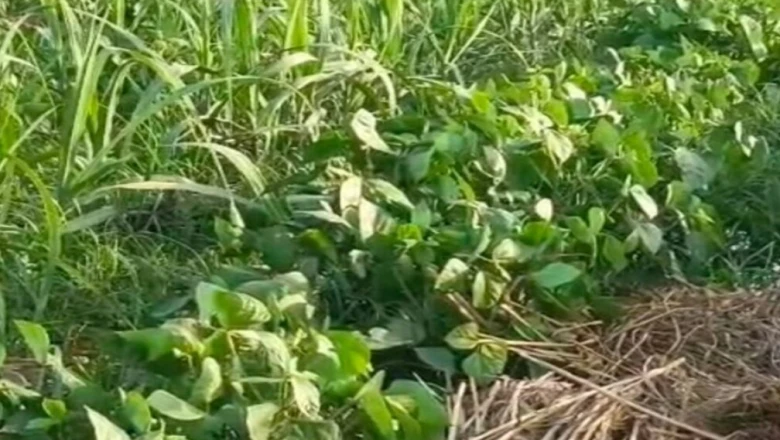 एक ही खेत में कई फसलें: मुरादाबाद के किसान की अनूठी तरकीब से हो रहा दोगुना मुनाफा